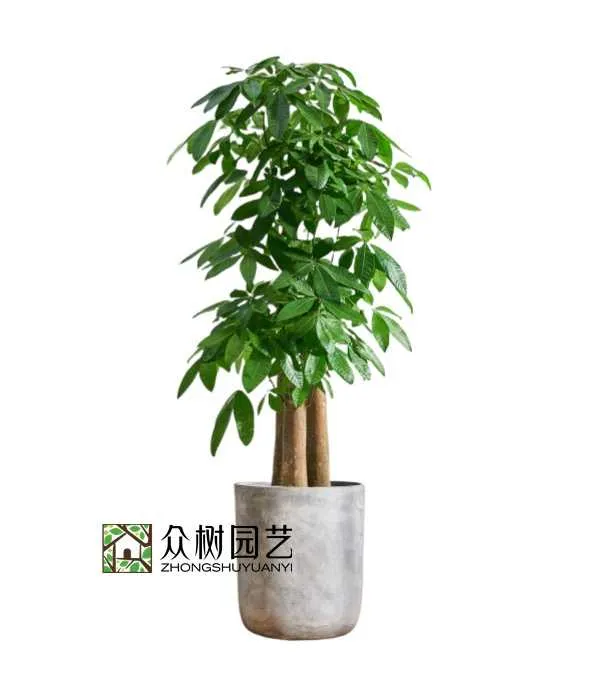 步步高发财树