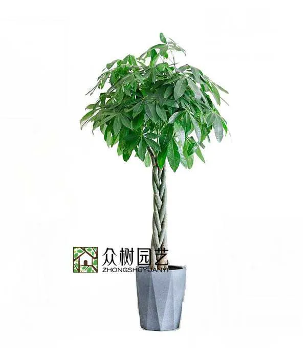 辫子发财树