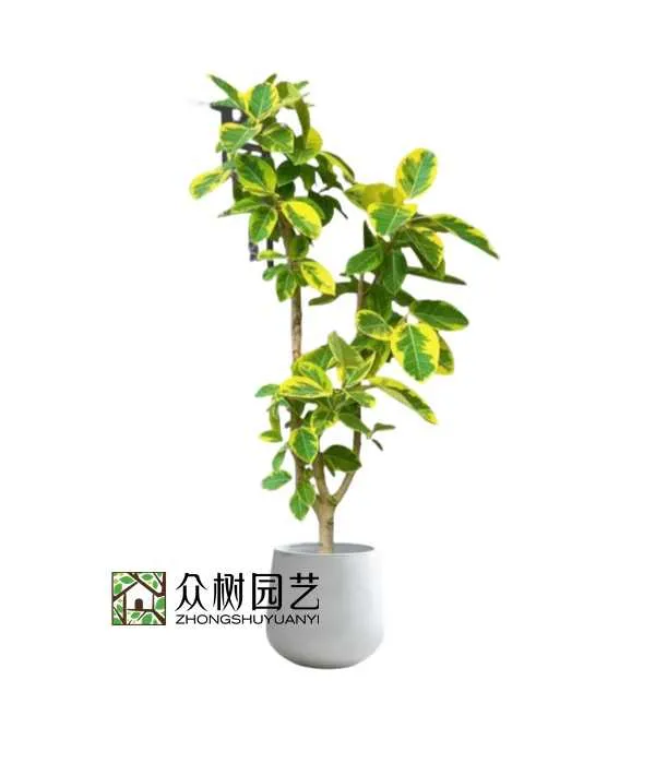 黄金榕